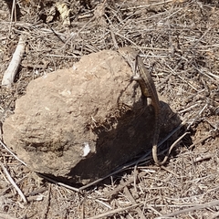 Liolaemus lemniscatus