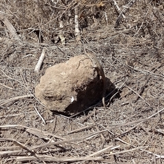 Liolaemus lemniscatus