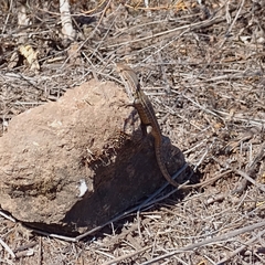 Liolaemus lemniscatus