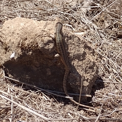 Liolaemus lemniscatus