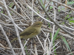 Phylloscopus collybita