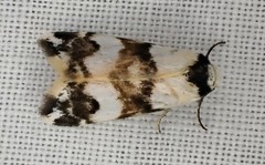 Thallarcha albicollis