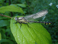 Gomphurus lineatifrons