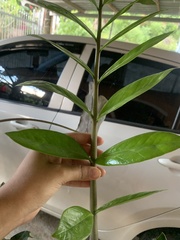 Zamioculcas zamiifolia