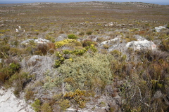 Grubbia tomentosa