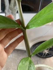 Zamioculcas zamiifolia