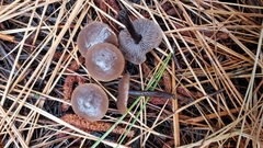 Gymnopus fuscopurpureus