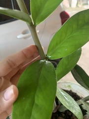 Zamioculcas zamiifolia