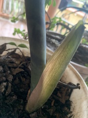 Zamioculcas zamiifolia