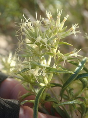 Brickellia longifolia