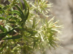 Brickellia longifolia
