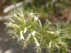 Brickellia longifolia