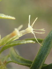 Brickellia longifolia