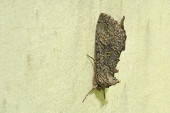 Syngrapha viridisigma