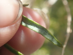 Brickellia longifolia