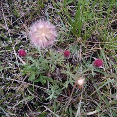 Microgyne trifurcata