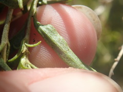 Brickellia longifolia