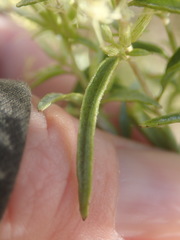 Brickellia longifolia