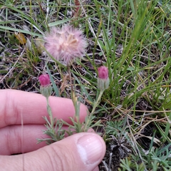 Microgyne trifurcata