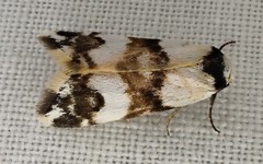 Thallarcha albicollis