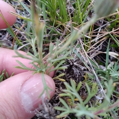 Microgyne trifurcata