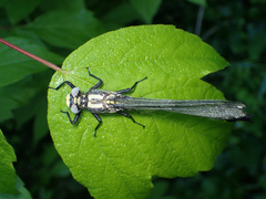 Gomphurus lineatifrons