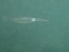 Sepioteuthis lessoniana
