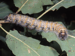 Phalera bucephaloides