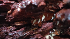 Mucronella fusiformis