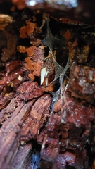 Mucronella fusiformis