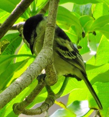 Dryoscopus cubla cubla