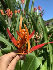 Heliconia psittacorum