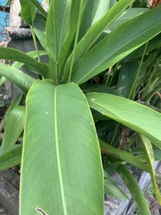 Heliconia psittacorum