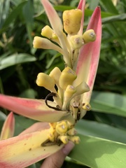 Heliconia psittacorum