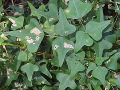 Leucoptera erythrinella