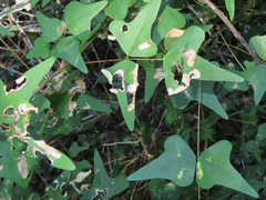 Leucoptera erythrinella