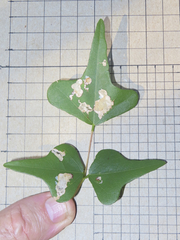 Leucoptera erythrinella