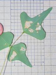 Leucoptera erythrinella