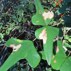 Leucoptera erythrinella