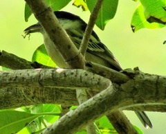 Hyperolius marmoratus marmoratus