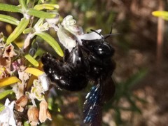 Xylocopa valga