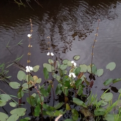 Echinodorus longiscapus