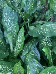 Dieffenbachia