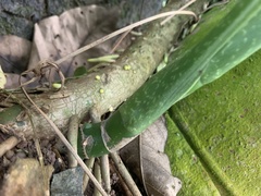 Dieffenbachia