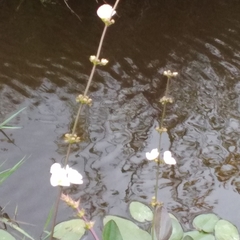 Echinodorus longiscapus