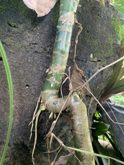 Dieffenbachia