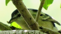 Hyperolius marmoratus marmoratus