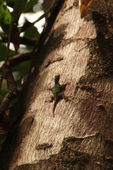 Anolis