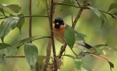 Symposiachrus trivirgatus gouldii