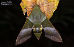 Oryba achemenides